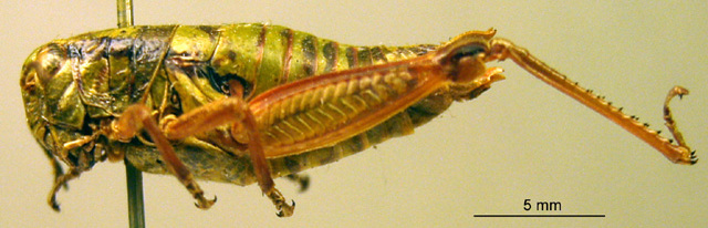 CollectionObject 1530665; 386afde3-600d-4924-b672-8d4889a22293: female, lateral view (syntype). (CollectionObject).