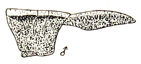 Sinopodisma formosana (Shiraki, 1910): Fig. 5. male pronotum and tegmen, lateral view. (Otu).