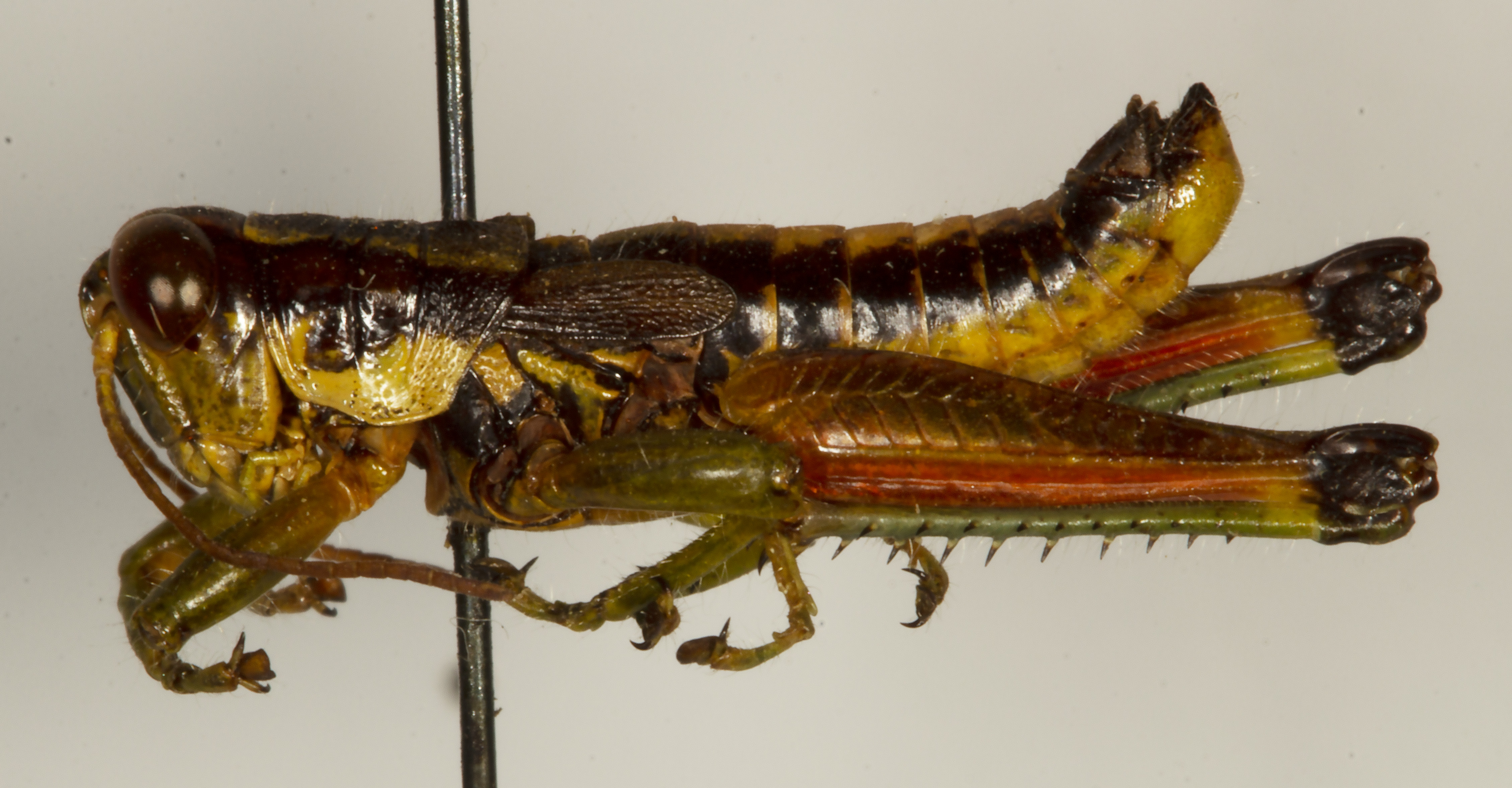 CollectionObject 1527191; c2210084-fa74-4f7f-80a2-61652838ec7a: male, lateral view (holotype). (CollectionObject).
