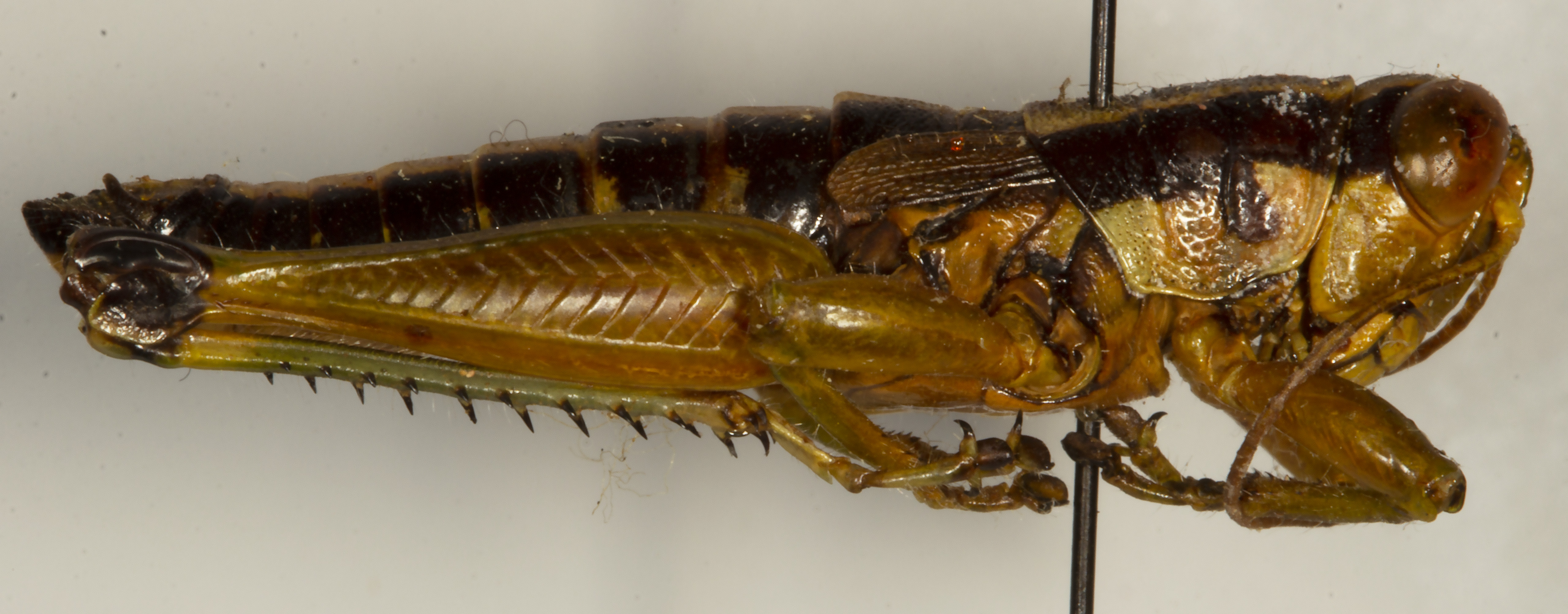 CollectionObject 1527192; 2b8f9a08-fc6b-4621-b756-e99c14efef02: male, lateral view (holotype). (CollectionObject).