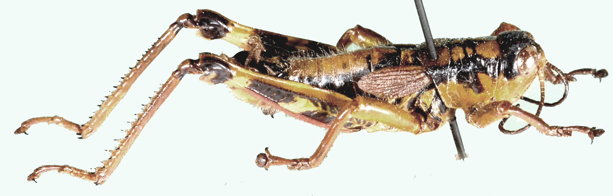 Capraiuscola ebneri ebneri (Galvagni, 1953): lateral view. (Otu).