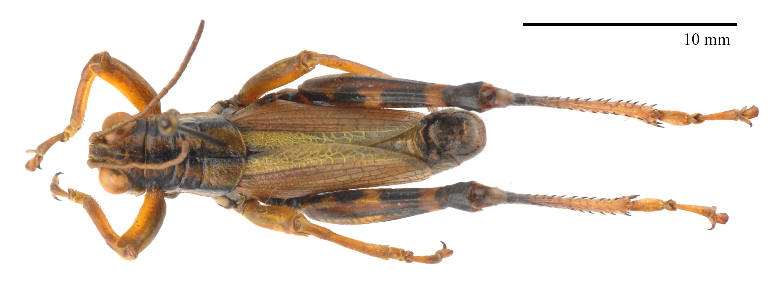 CollectionObject 1543444; 12af16bc-ec2d-4acf-9a1d-3850ec525ed1: male, dorsal view (holotype of Miramella bosnica Miksic, 1969). (CollectionObject).
