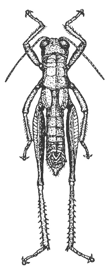 Miramella (Miramella) solitaria (Ikonnikov, 1911): Fig. 409 (reproduced with permission). male, dorsal view (body length 20.5 - 22.6 mm). (Otu).
