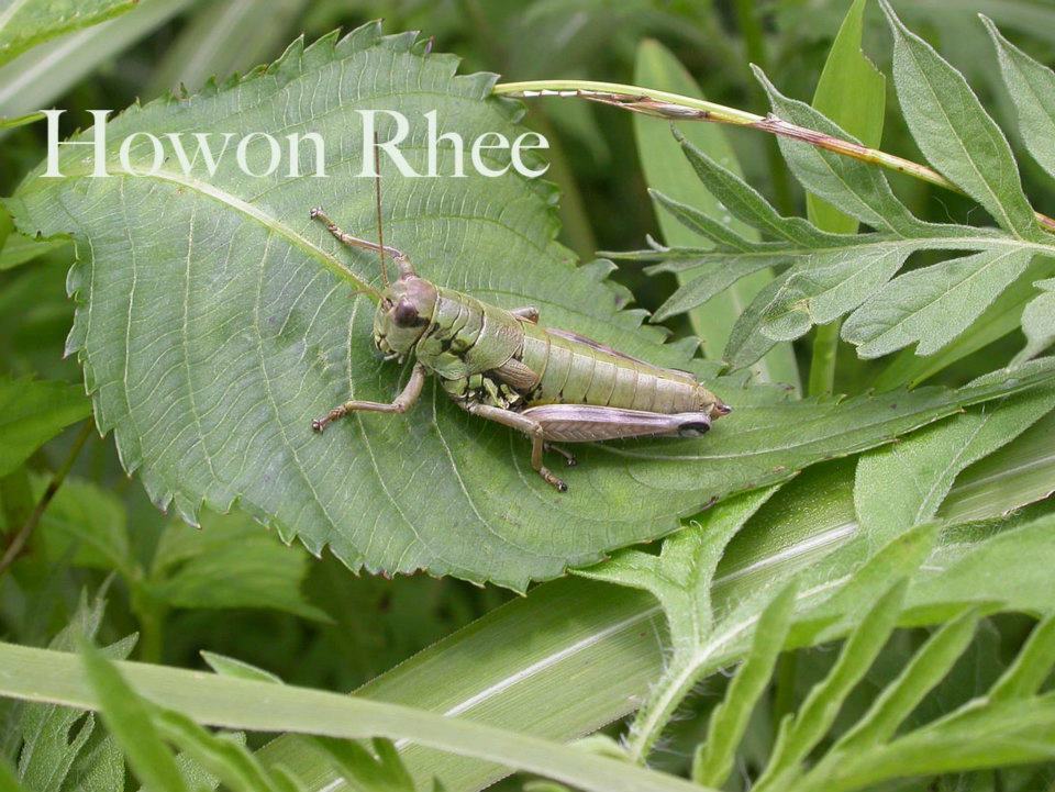 Podisma aberrans Ikonnikov, 1911: female (Mountain of Myeongseng, South Korea). (Otu).