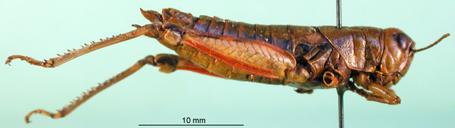 CollectionObject 1501124; c7953c95-0d29-4b54-855b-c48820760e7d, DORSA BA000648S01: female, lateral view (holotype). (CollectionObject).