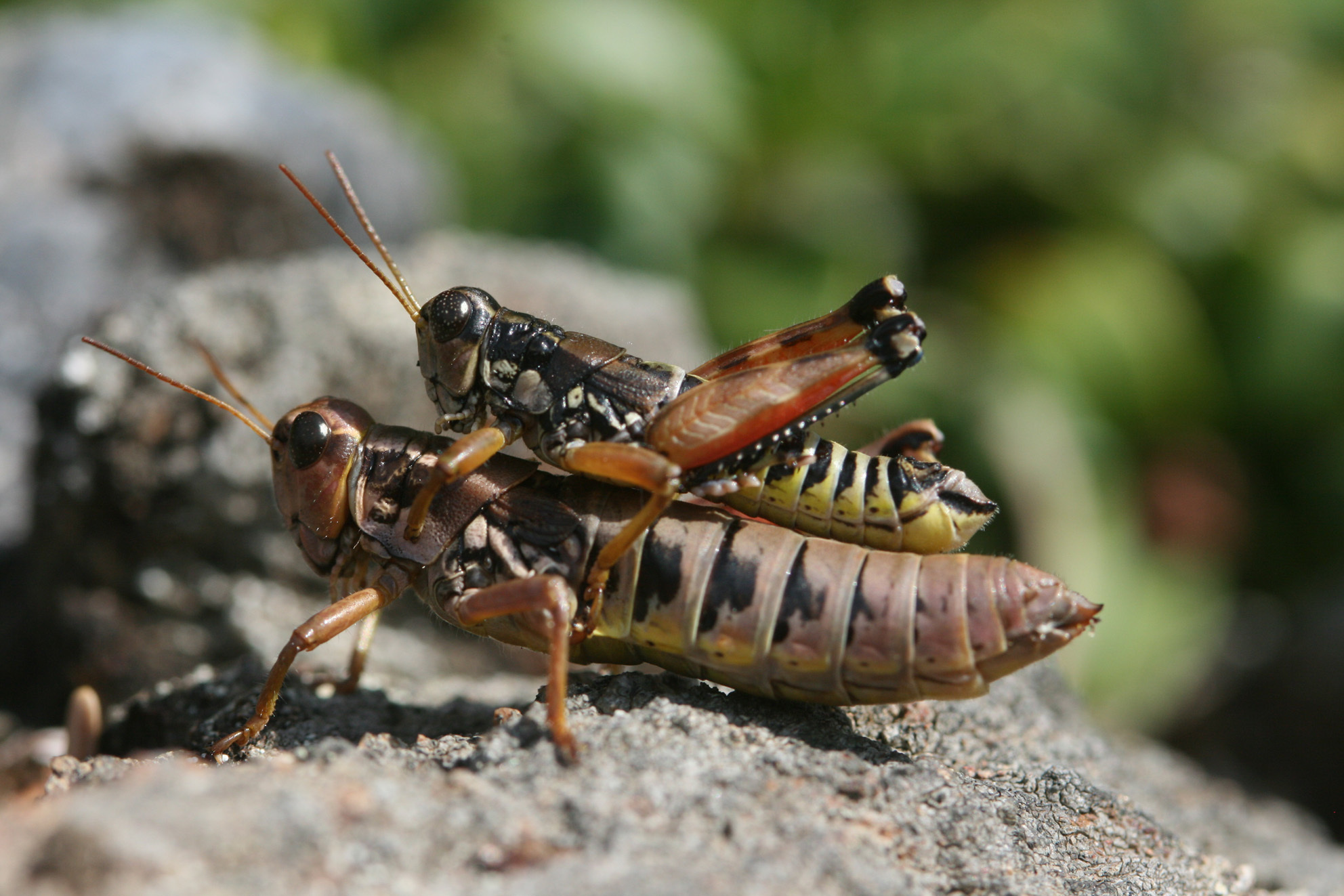 Podisma pedestris pedestris (Linnaeus, 1758): 2012. pair (Austria, Pillerhöhe, 1600 m). (Otu).
