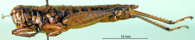 CollectionObject 1502570; 2f5fa883-4729-4844-89b9-fd353d687c52, DORSA BA000646S01: female, lateral view (syntype). (CollectionObject).