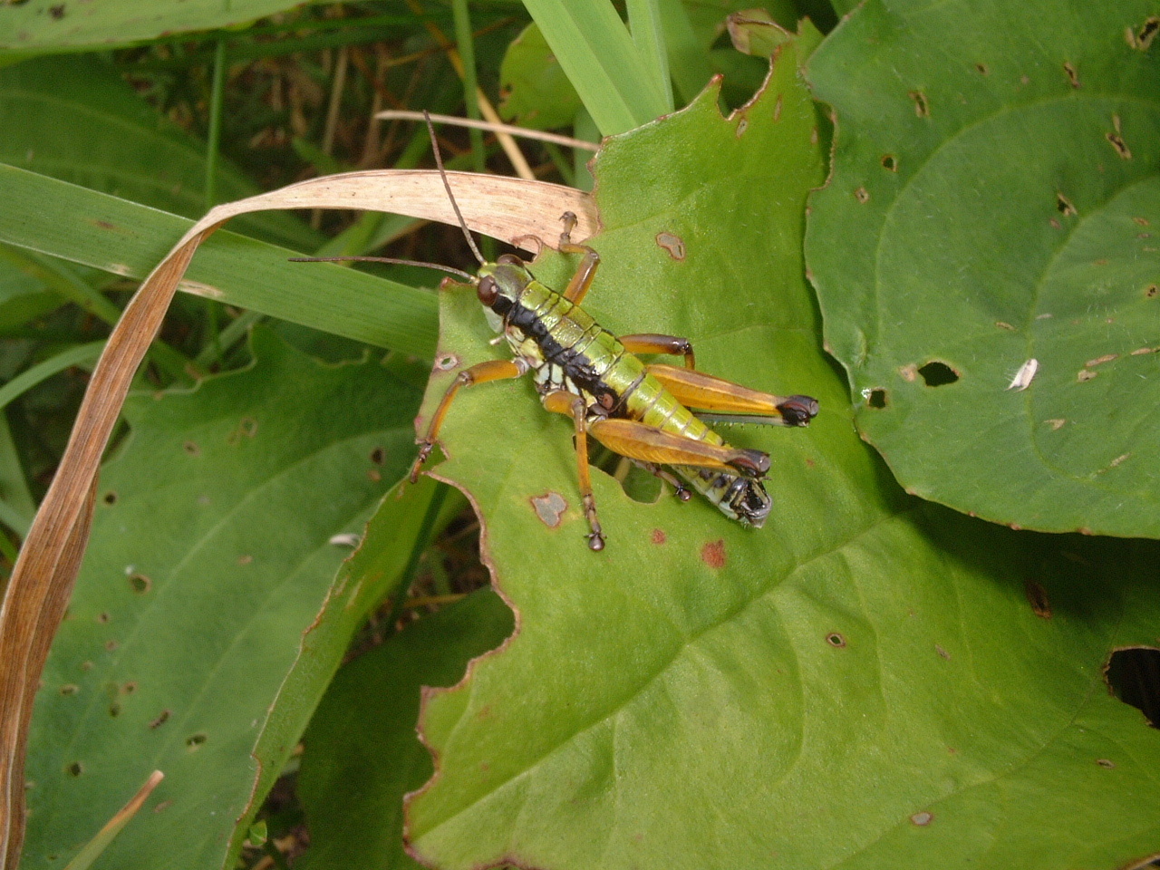 Podisma kanoi Storozhenko, 1994: male (Gunma-Pref., Minakami, Tenjindaira). (Otu).
