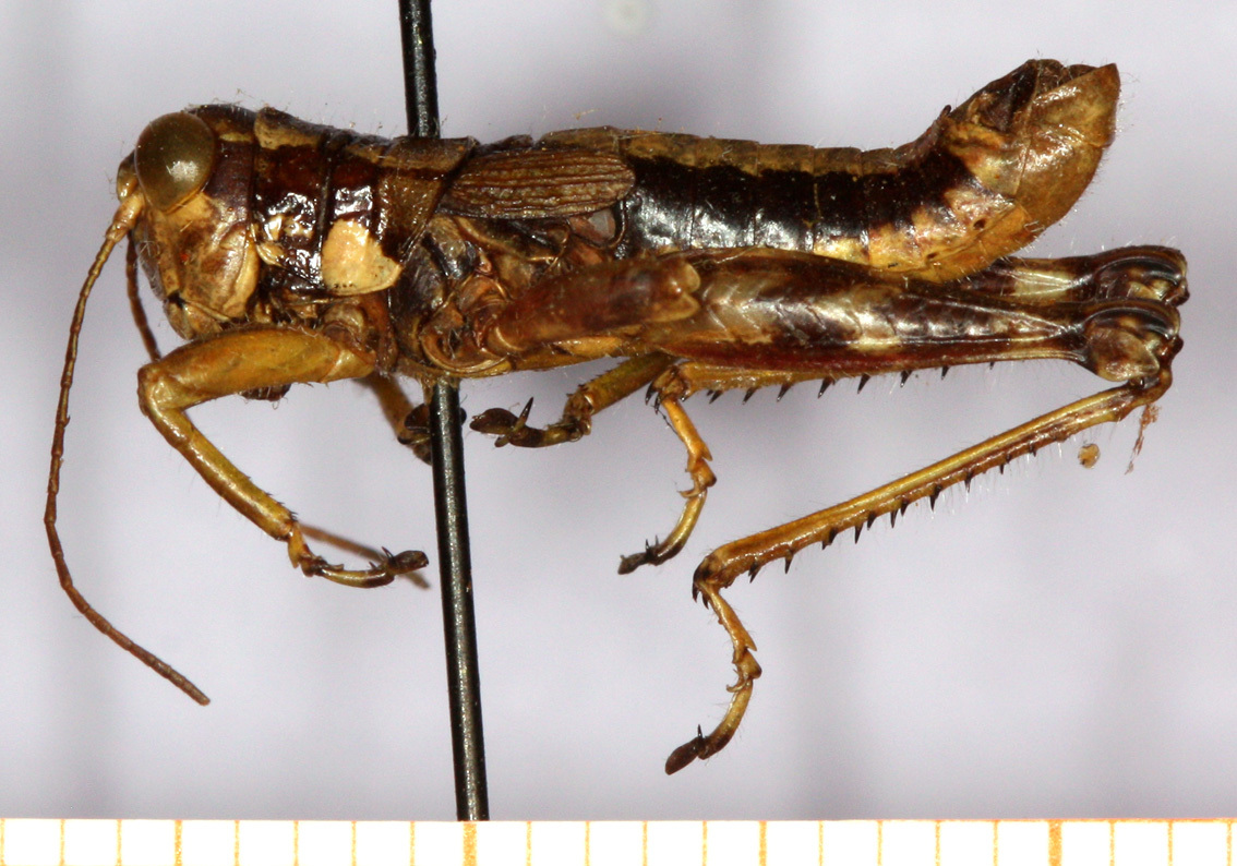 CollectionObject 1499460; c2fc6224-c4de-4c36-9e44-cec8dab9b4d0: male, lateral view (holotype). (CollectionObject).
