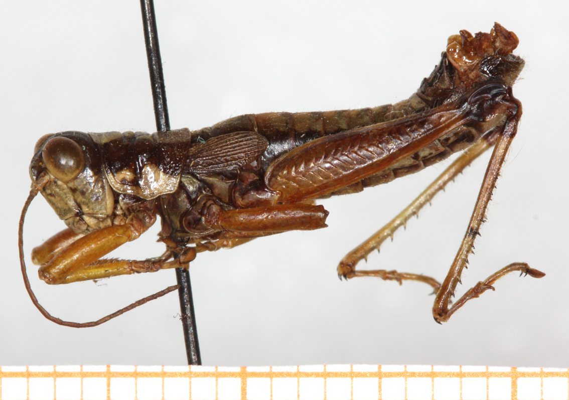 CollectionObject 1499597; 15461f5b-dd0d-4f1e-b222-d5cf7dcf8583: male, lateral view. (CollectionObject).