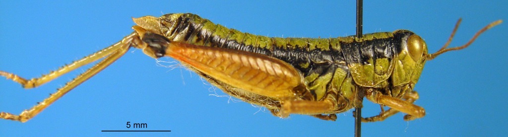 CollectionObject 1578446; d19697c2-d24d-4163-bc6c-5d46bc7fd429: female, lateral view. (CollectionObject).