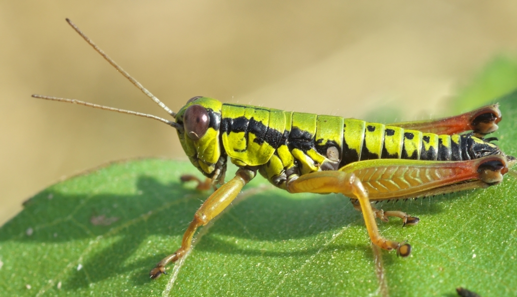 Micropodisma salamandra (Fischer, 1853): male. (Otu).