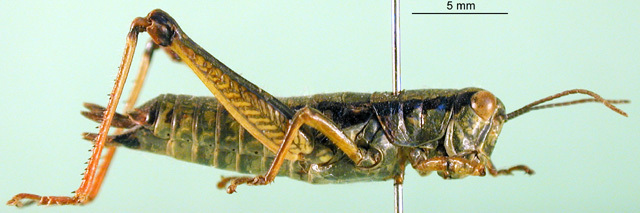 CollectionObject 1502209; 10d28bb5-09d2-409b-832f-ad06b7329575: female, lateral view (paratype). (CollectionObject).