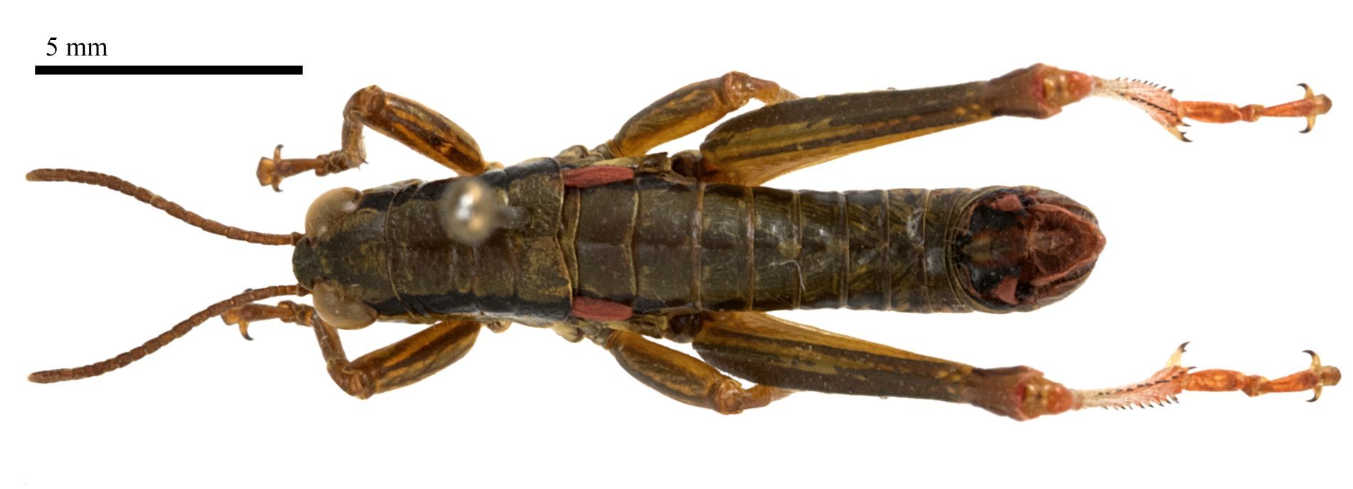 CollectionObject 1575352; 86c3acf4-7990-48d1-b219-04f563e8a432: male, dorsal view (paratype). (CollectionObject).