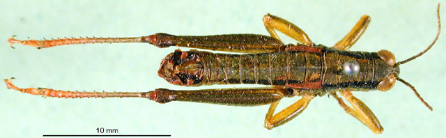 CollectionObject 1502208; 35dd1ee8-c5ae-423a-888a-178f773604f4, DORSA BA000873S01: male, dorsal view (syntype). (CollectionObject).