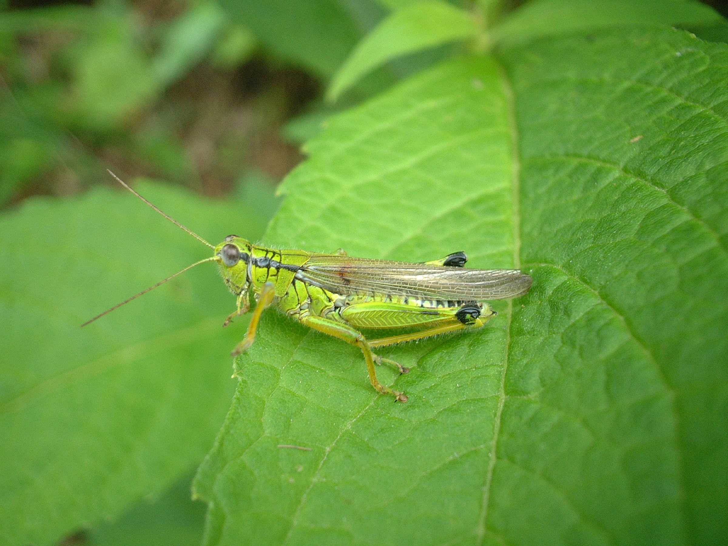 Ognevia longipennis (Shiraki, 1910): individual from Hokkaido. (Otu).
