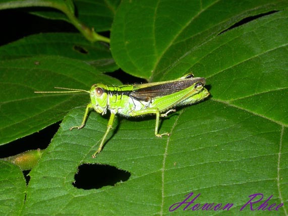 Ognevia sergii Ikonnikov, 1911: female (South Korea). (Otu).