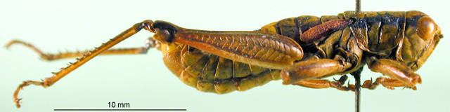 CollectionObject 1501787; 6e0ddd24-6cad-412e-88b1-9ec4a3ca3e80: male, lateral view (paratype). (CollectionObject).