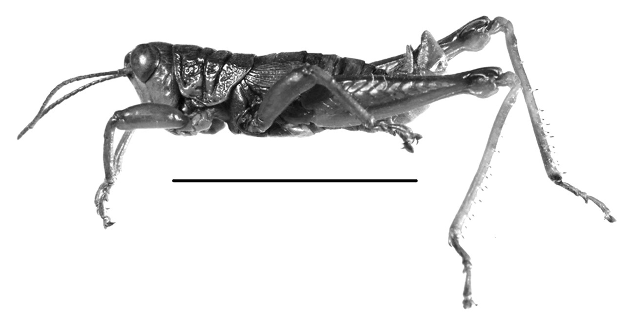 Jivarus alienus (Walker, 1870): male habitus (scale bar 1 cm). (Otu).