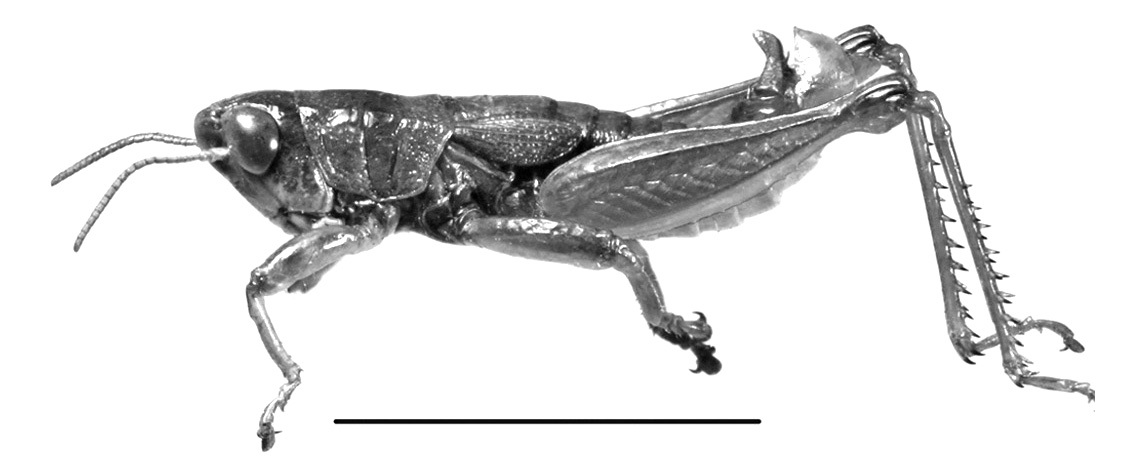 Jivarus riveti Cigliano & Amédégnato, 2010: male habitus (scale bar 1 cm). (Otu).