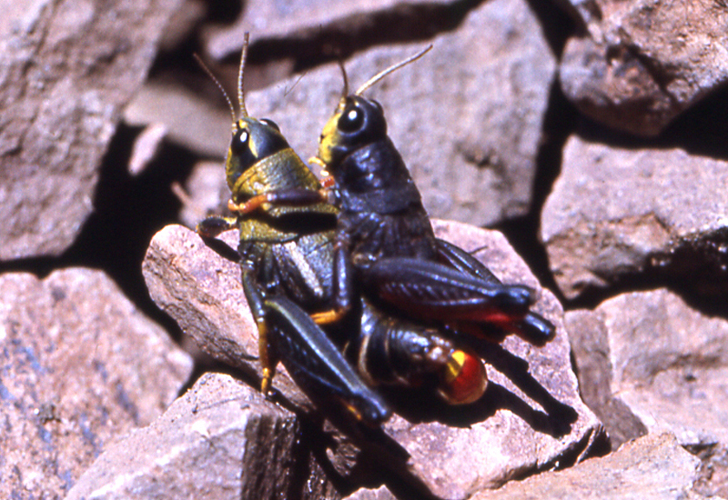 Nahuelia rubriventris Liebermann, 1942: pair (Chapelco, San Martín de Los Andes, Neuquén). (Otu).