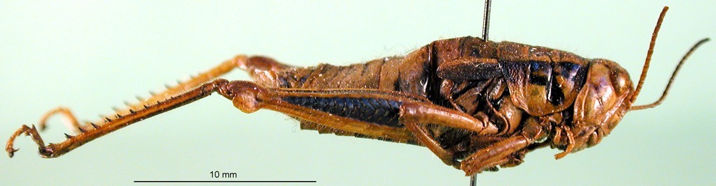 CollectionObject 1594859; 7eff6571-c2c7-4cc6-a01f-182747720038: female, lateral view (paratype). (CollectionObject).