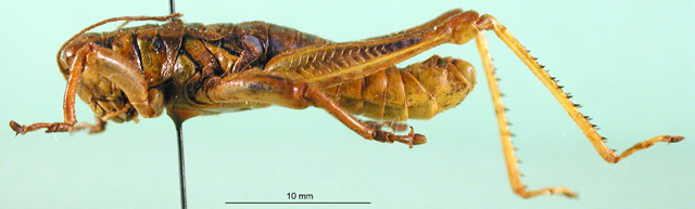 CollectionObject 1567265; 312cc6e3-90d7-4000-8ea3-9edfa4d4cffa: male, lateral view. (CollectionObject).