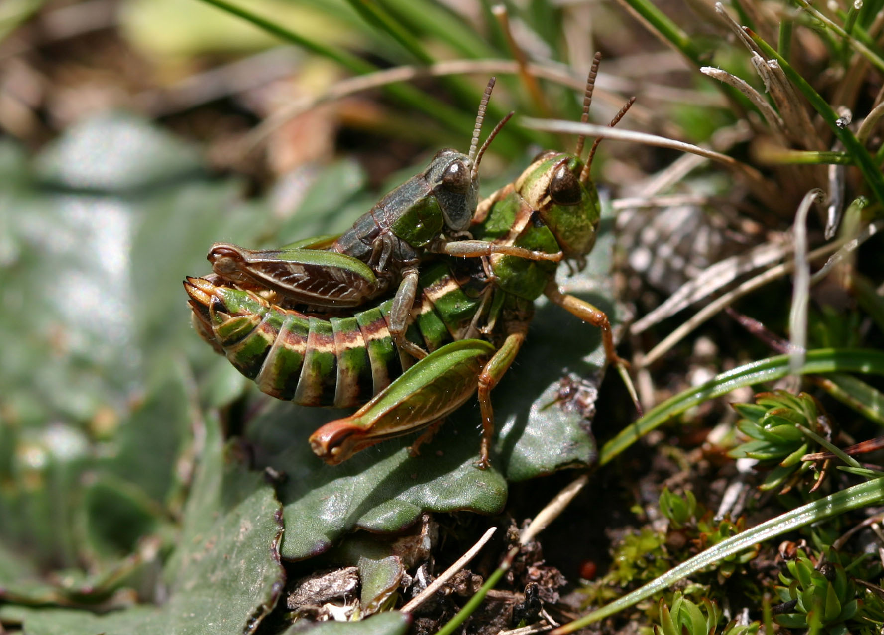 Tiyantiyana sunipenis Cigliano, Pocco & Lange, 2011: male and female (paratypes). (Otu).
