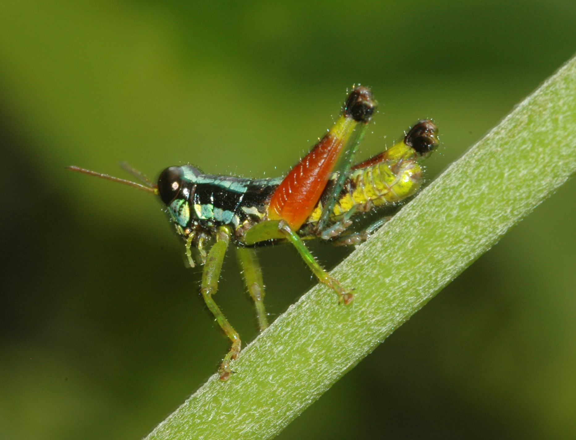 Oaxaca (Oaxaca) colorata Fontana, Buzzetti & Mariño-Pérez, 2011: male. (Otu).