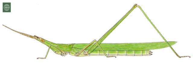 Acrida bicolor (Thunberg, 1815): Page 177, Figure 1. female habitus. (Otu).