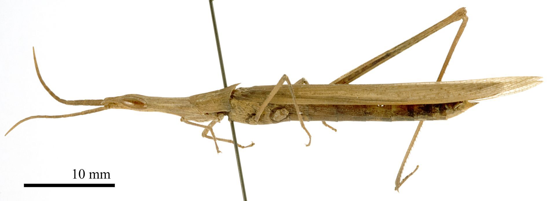 CollectionObject 1538220; fd7c4925-b200-4662-a783-812db488e848: male, lateral view (holotype). (CollectionObject).