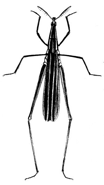 Acrida gigantea (Herbst, 1786): Pl. 52, Fig. 6. from original description. (Otu).