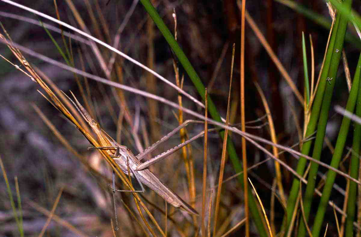 Acrida ungarica (Herbst, 1786): 13 September 1980. individual from Spain (Valencia, Albuferas von Valencia, Playa de la Dehesa). (Otu).