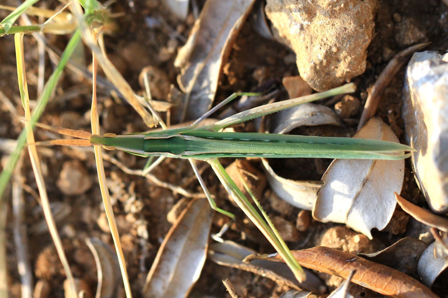 Acrida ungarica ungarica (Herbst, 1786): female in dorsal view (Croatia, Pašman Isl.). (Otu).