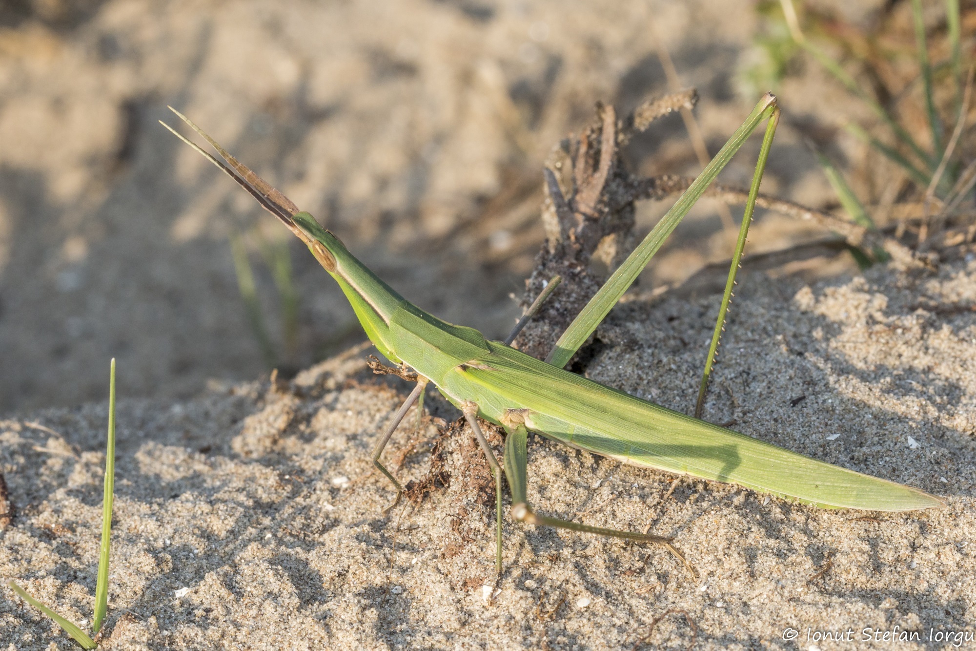 CollectionObject 1578751; c1c2f03c-2a9d-4dde-b1ab-825c4ad6e49d: female (RO: Letea). (CollectionObject).