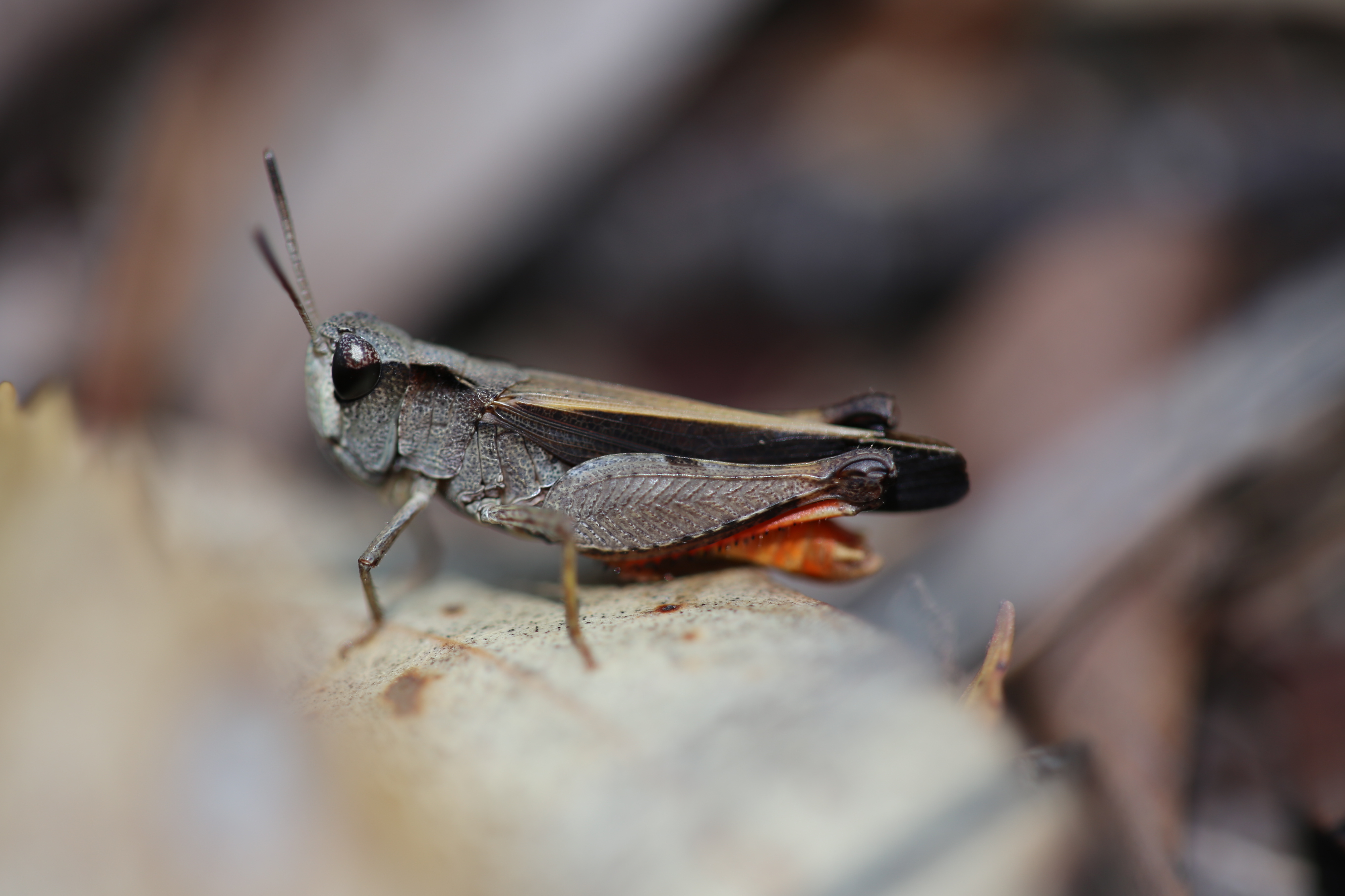 Cryptobothrus chrysophorus Rehn, 1907: male (New South Wales, Ku-ring-gai Chase National Park). (Otu).