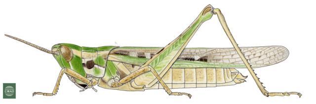 Calephorus compressicornis (Latreille, 1804): Page 243, Figure 6. female habitus. (Otu).