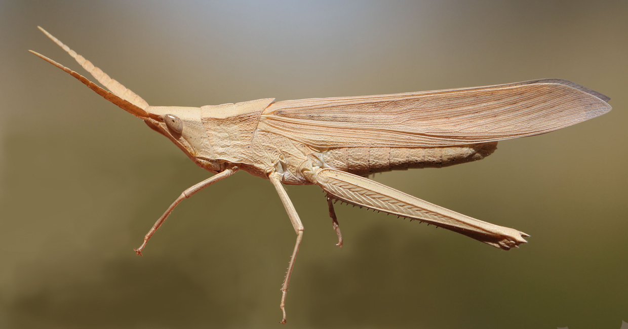 Hyalopteryx rufipennis Charpentier, 1845: female. (Otu).