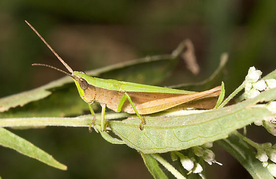 Metaleptea brevicornis (Johannson, 1763): male (Greenwood County, South Carolina, September 12, 2005). (Otu).