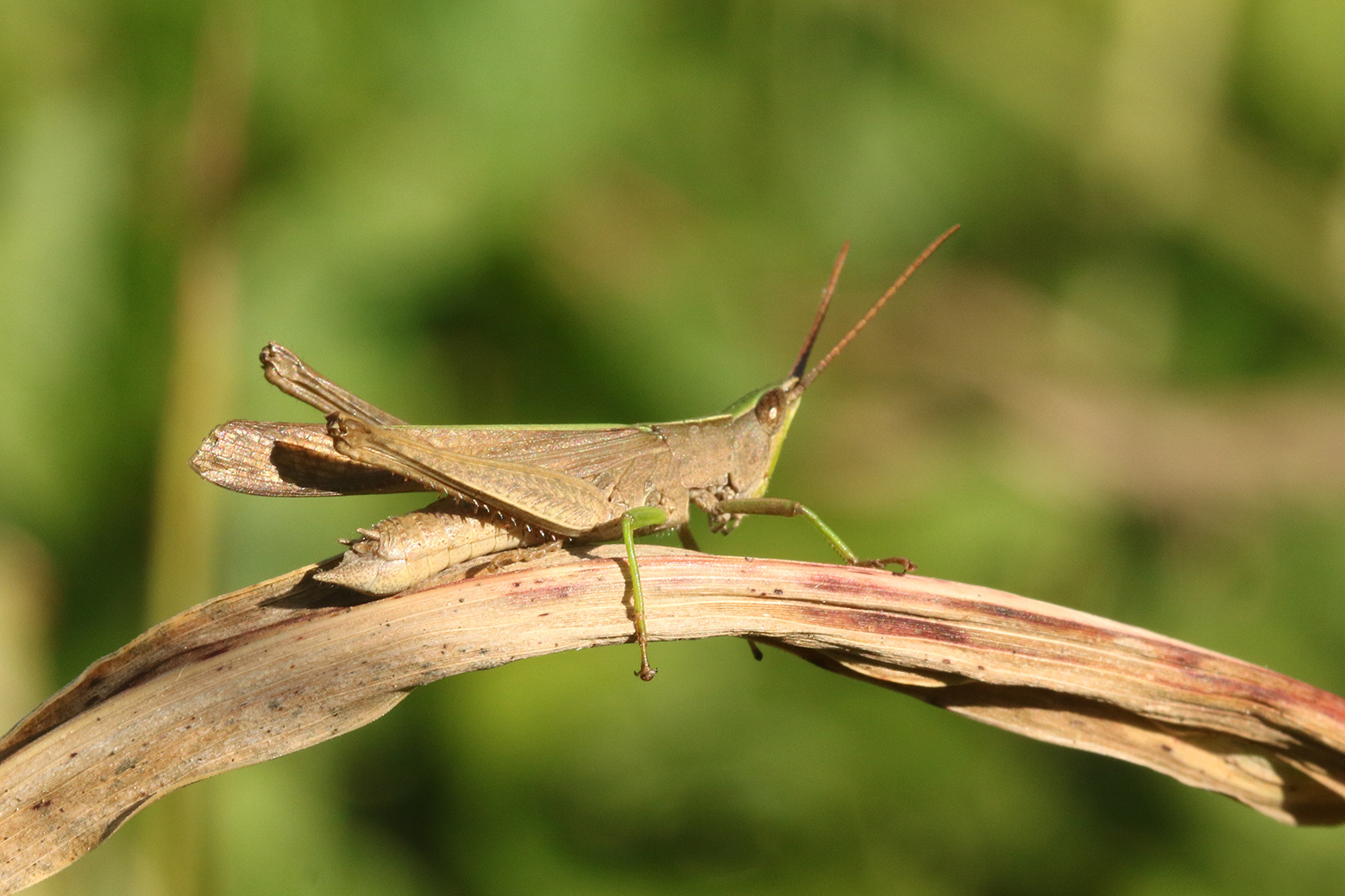 Metaleptea adspersa (Blanchard, 1843): male (Argentina, Buenos Aires, La Plata, 19 May 2020). (Otu).