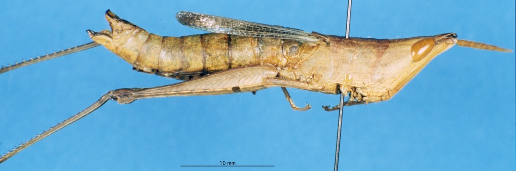 CollectionObject 1537580; a4ebf3f3-7a4f-4ffd-af32-a683b50c2ccb: female, lateral view (holotype). (CollectionObject).