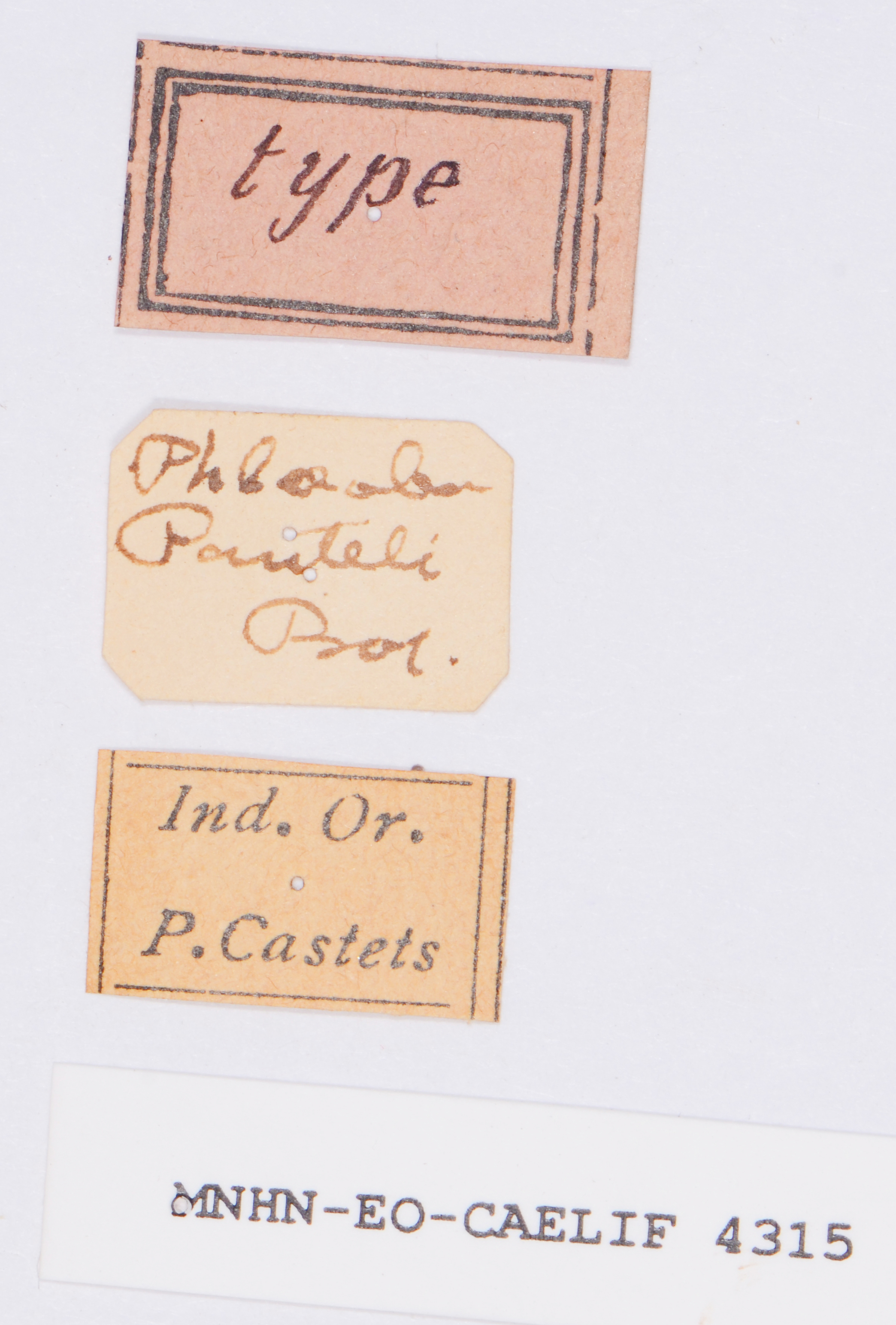 CollectionObject 1539626; 7528f17d-e08e-45a1-9c0b-5d255a71e5a1: labels (syntype). (CollectionObject).