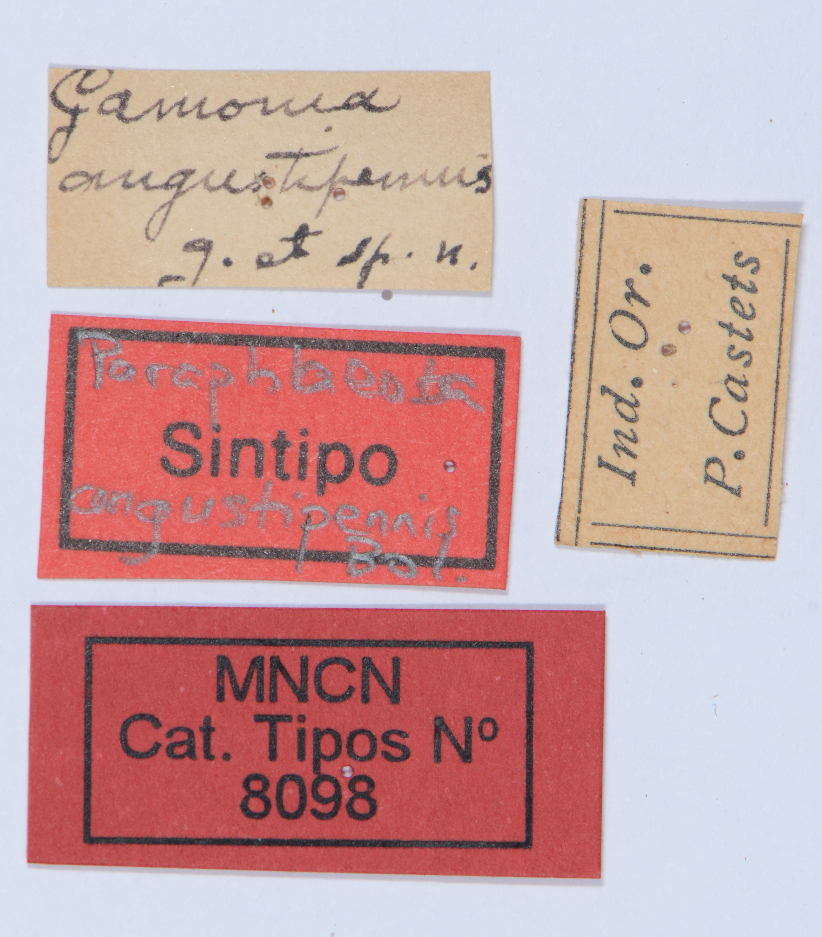 CollectionObject 1535022; ae7270fc-4ea2-478a-ba33-16c1299232ac: labels (syntype). (CollectionObject).