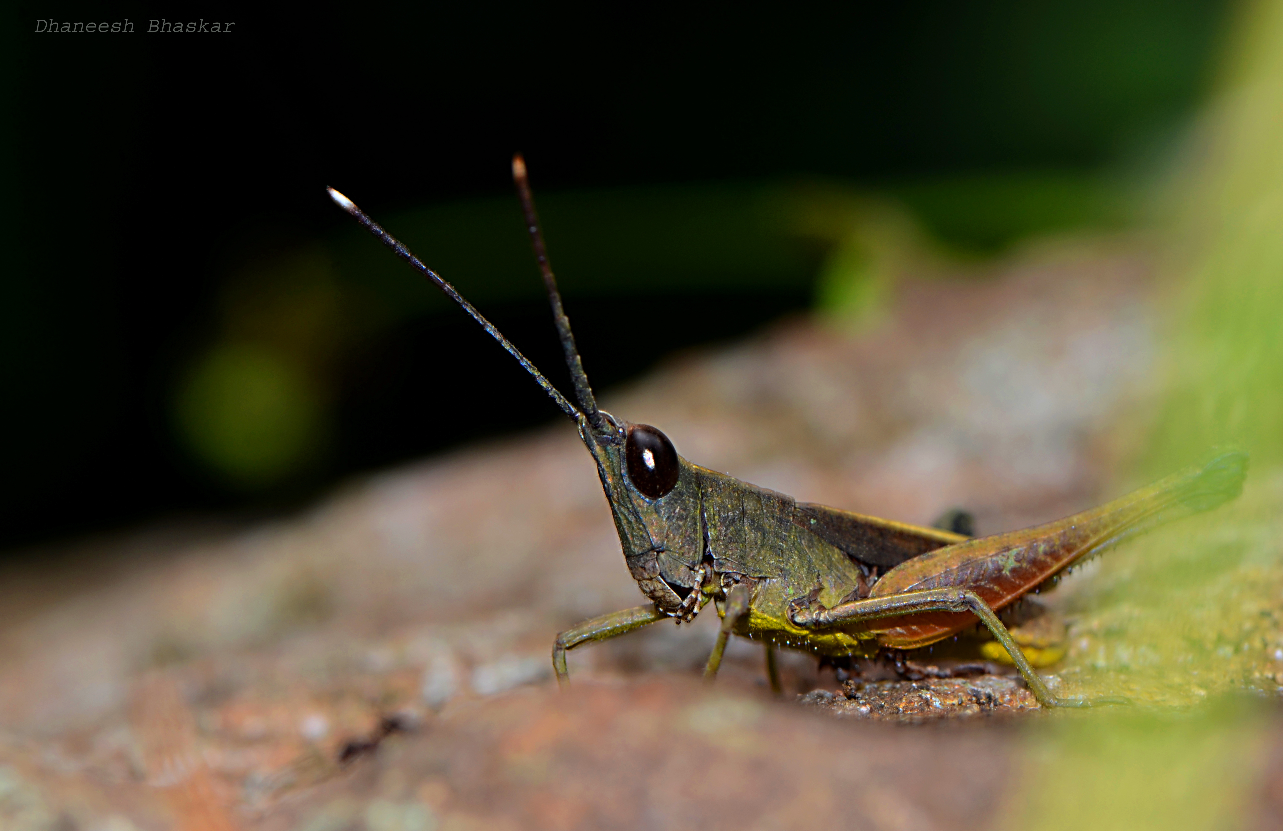 Phlaeoba antennata antennata Brunner von Wattenwyl, 1893: male (Parambikulam Tiger Reserve). (Otu).