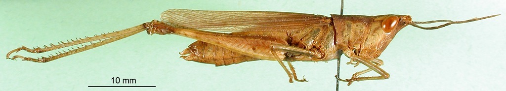 CollectionObject 1501294; 355d8e9f-710f-4390-9d89-fa814bcecf06: female, lateral view (holotype). (CollectionObject).