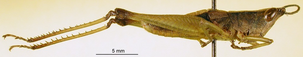 CollectionObject 1580254; a9b4c21b-2cad-4c5e-95d3-71031127d4a0: male, lateral view (paratype). (CollectionObject).