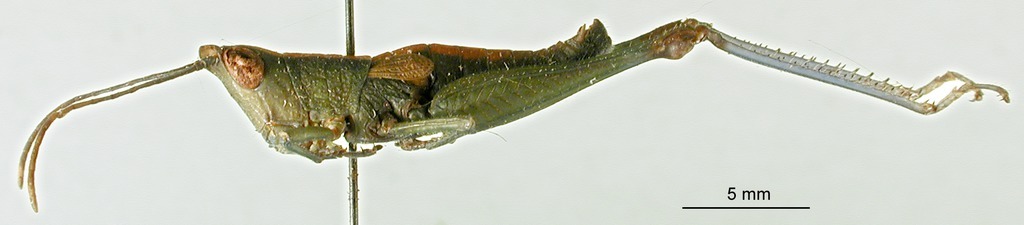 CollectionObject 1501296; 5b2d10bc-e6c2-4483-afea-068a5c98fae2: male, lateral view (holotype). (CollectionObject).