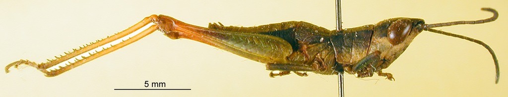 CollectionObject 1501297; f0246582-d440-4948-b7fa-2a37f57f0154: male, lateral view (holotype). (CollectionObject).