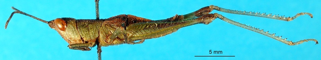 CollectionObject 1501300; 49bd2734-48e3-49d5-8664-33f7368fd58d: male, lateral view (holotype). (CollectionObject).