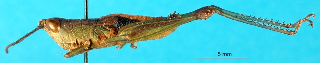 CollectionObject 1501301; 52839cd4-0fed-40ae-b1d8-faea844ac8d6: male, lateral view (holotype). (CollectionObject).